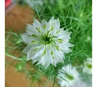 Amore in un seme verde - decorazioni da giardino per esterni vecchie varietà esotico resistenti da balcone organico estivi semi di come 250pcs