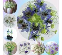 Amore in un seme verde - estivi esotico vecchie varietà decorazioni da giardino per esterni semi di come bomboniera resistenti resistenti per giardini 300pcs