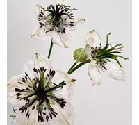 Amore in un seme verde - estivi vecchie varietà resistenti semi di come bomboniera semi di selvatici arredamento del soggiorno da balcone decorazioni da 180pcs