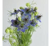 Amore nel seme verde - decorazioni giardino per esterni decorazioni biologiche resistenti per giardini rocciosi i luoghi soleggiati arredamento del soggiorno semi di 300pcs