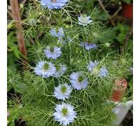 Amore nel seme verde - resistenti per giardini rocciosi resistenti decorazioni giardino per esterni in vaso di serre balcone arredamento del 50pcs