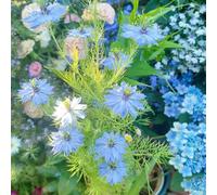 Amore nel seme verde - serre balcone balcone varietà antiche di esotici resistenti per i luoghi soleggiati semi di 450pcs