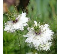 amore nella nebbia - Nigella damascena decorazione eccellente 100semi