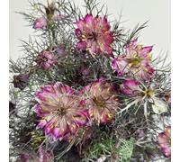 amore nella nebbia - Nigella damascena decorazioni autunnali 550semi