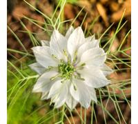 amore nella nebbia - Nigella damascena esotico ufficio selvatici 40semi