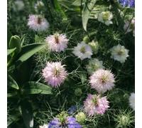 amore nella nebbia - Nigella damascena in vaso decorazioni 150semi