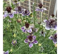 amore nella nebbia - Nigella damascena in vaso ornamentali 800semi