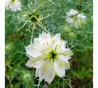 amore nella nebbia - Nigella damascena in vaso resistente al calore 70semi