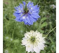 amore nella nebbia - Nigella damascena riccamente selvatici facile 300semi