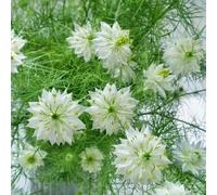 amore nella nebbia - Nigella damascena selvatici in vaso resistente 650semi