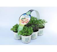 Amori e aromi Basilico Genovese per fare il pesto (6 piante in vaso da 9 cm)