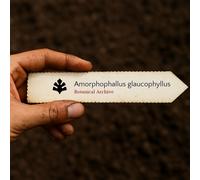 Amorphophallus glaucophyllus SEEDS - - SEMI Fiore cadavere | Giglio voodoo