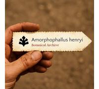 Amorphophallus henryi SEEDS - - SEMI Giglio voodoo | Fiore cadavere