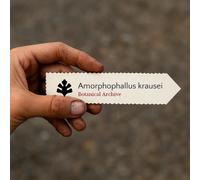 Amorphophallus krausei SEEDS - - SEMI Giglio voodoo | Fiore cadavere