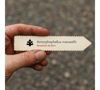 Amorphophallus maxwellii SEEDS - - SEMI Giglio voodoo | Fiore cadavere