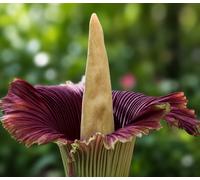 Amorphophallus titanum SEEDS - - SEMI Fiore cadavere | Arum titano