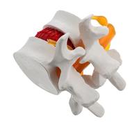 Amosfun 1pezzi Modello Anatomico Della Colonna Vertebrale in Pvc Resistente e Infrangibile Per Educazione Dei Pazienti e Dimostrazioni Mediche Per Chiropratici Chirurghi e Studi Medici