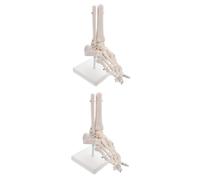 Amosfun 2 Pezzi Modello Anatomico Articolazione Caviglia Scheletro Piede Adulto con Modello Articolare Flessibile per Studio Anatomia Piede e Caviglia Legamenti
