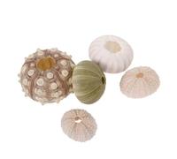 Amosfun 5 pz conchiglie marine naturali decorative Air Plant Holder piccoli vasi per acquario ornamento costiero casa da tavolo display