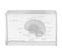 Amosfun Anatomico 3D in Cristallo Incisione Interna del Cervello Umano, Oggetto Scientifico per Studio Medico e Contesto Educativo