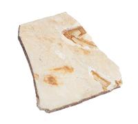 Amosfun Esemplare Fossile in Decorazione da Tavolo Strumento Didattico per Scuola e Laboratorio Paleontologico per Insegnamento Scientifico