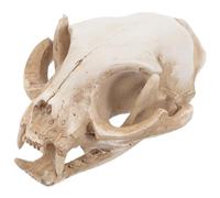 Amosfun Halloween animale teschio modello resina scheletro puntelli gatto teschio modello Figurine paesaggio decorazione ornamento per acquario acquario acquario