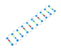 Amosfun Modelli Di Dna Per Studenti Con Struttura a Doppia Spirale Per Insegnamento Della Genetica Kit Scientifico Per Biologia e Classi Di Scienze