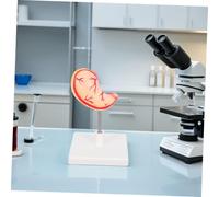 Amosfun Modello Anatomia Realistico Per Studio Biologia Fisiologia e Istruzione Medica Dettagliato Per Apprendimento