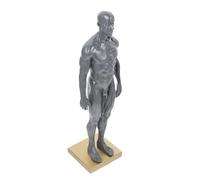 Amosfun Modello Anatomico Dei Muscoli Del Corpo Per Didattica e Disegno Struttura Muscolare e Tendine Movimento