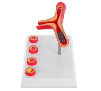 Amosfun Modello Anatomico di Vasi Sanguigni Umani in Pvc per Insegnamento Clinico e Analisi Patologica Design Unico e Applicazione Versatile
