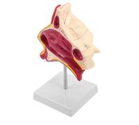 Amosfun Modello Anatomico Nasale in Plastica e Metallo con Simulazione Clinica e Riconoscimento Sensoriale per Terapia del Linguaggio e Lezioni di Anatomia