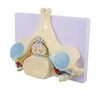Amosfun Modello Cervicale Ingrandito per Insegnamento Modello Vertebra Cervicale con Spinale e Nervi Facciali Strumento Didattico per Studi Medici Pazienti