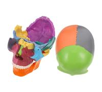 Amosfun Modello con Sezioni Smontabili Colorate per Studio Anatomia e Fisiologia Modello Realistico per Insegnamento Scuole e Laboratori