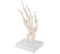 Amosfun Modello di articolazione dell'osso della mano mini scheletri ossa di scheletro per pratica modulo piccolo modello di osso della mano modello anatomico della mano umana pvc bianca