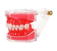 Amosfun Modello Di Tecnica Di Spazzolatura Modello Didattico Per I Denti Strumento Didattico Per Lo Spazzolamento Dei Denti