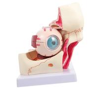 Amosfun Modello Ingrandito Occhio con Struttura Dettagliata Strumento Didattico per Studio e Anatomia Resistente e Rimovibile per Medici e Pazienti