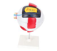 Amosfun Modello Occhio Ingrandito Modello Didattico per Display e Insegnamento Anatomia Del