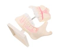 Amosfun Modello Permanente in Plastica per Studio e Dentatura Artificiale per Apprendimento Odontoiatrico Strumento Compatto e Resistente per Studenti