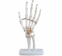 Amosfun Modello Scheletro Mano Articolato con Base Utile per Studio e Educazione Pazienti Alta e Leggero Simulazione Articolazioni Della Mano e Didattica per Medici e Studenti