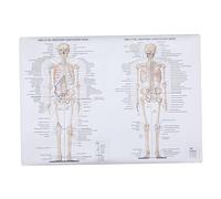 Amosfun Poster Anatomico su Fili Struttura Scheletrica e Muscolare in Inglese Didattico per Scuole e Laboratori Resistente e Dettagliato per Studio Approfondito