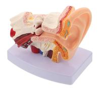 Amosfun Pvc Modello Anatomico Dell'orecchio 1, 5x Base per Studio