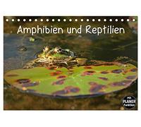 Amphibien und Reptilien (Tischkalender 2026 DIN A5 quer), CALVENDO Monatskalender: Neun verschiedene mitteleuropäische Reptilien- und Amphibienarten