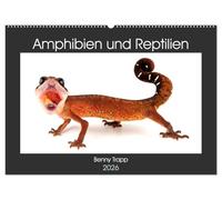 Amphibien und Reptilien (Wandkalender 2026 DIN A2 quer), CALVENDO Monatskalender: Amphibien und Reptilien aus aller Welt