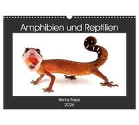 Amphibien und Reptilien (Wandkalender 2026 DIN A3 quer), CALVENDO Monatskalender: Amphibien und Reptilien aus aller Welt