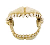 Amtra Denti di Squalo L Dentatura Aquarium-Deko