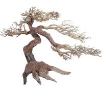 Amtra Oriental WIND 5 - MD