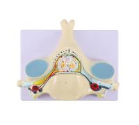 AMULONG Human Organ Model Modello del Corpo Umano Vertebre della Colonna Vertebrale Umana Lombare Anatomico Cervicale Ingrandito Sacro Dimostrazione Nervi Organi Educativi