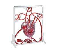 AMULONG Human Organ Model Modello di Circolazione Sanguigna Cardiaca del Corpo Umano Esperimento Scienze Biologiche sulla Organi Educativi
