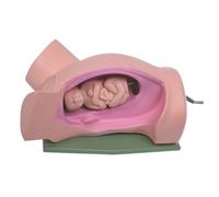AMULONG Human Organ Model Modello Didattico per Il Trasferimento della Macchina per La Consegna del Corpo Umano maternità Ostetricia Fetale Processo Avanzato Distocia Organi Educativi
