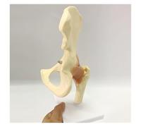 AMULONG Human Organ Model Modello Educativo Articolazione Del'anca nella Grandezza Umana del di Scheletro Umano per Strumento Aiuto Didattico Organi Educativi